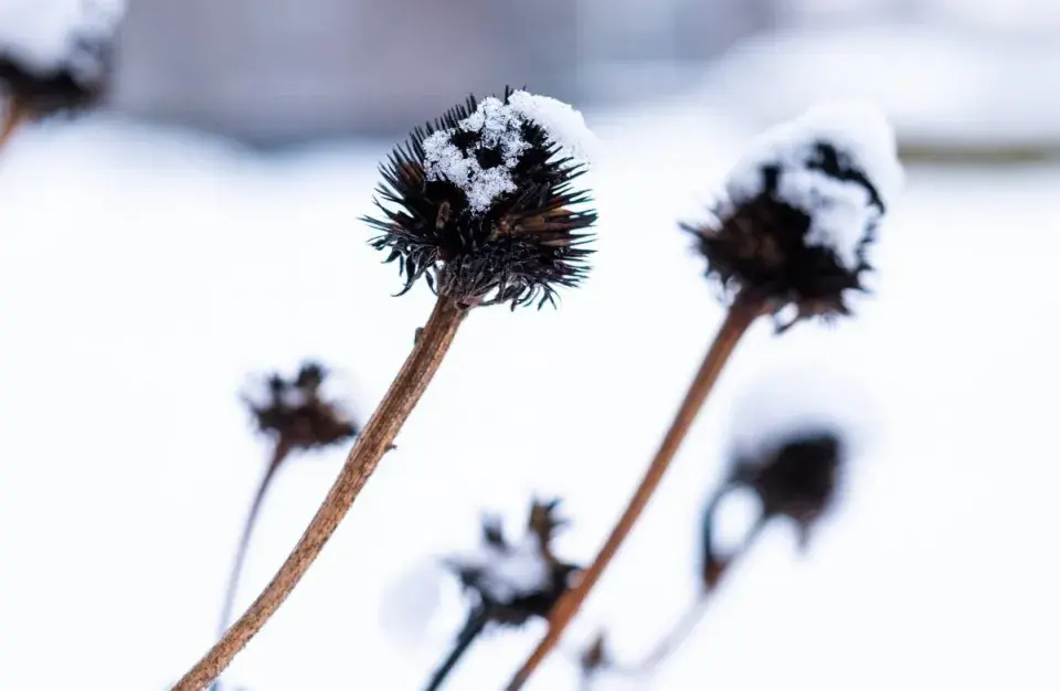 Suchá květenství trvalek