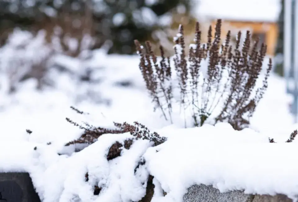 Zasněžené trvalky