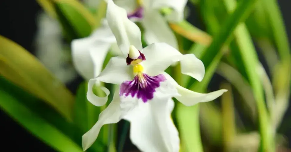 Orchidej Miltonia