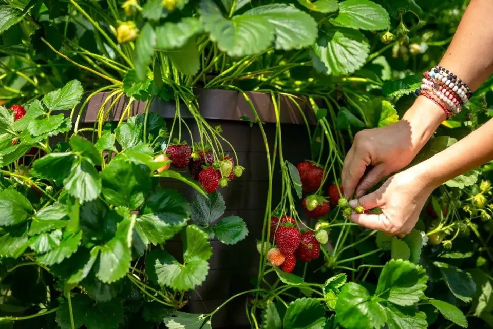 Převislý jahodník v květináči