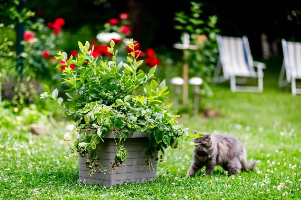 Borůvka a jahodník v nádobě na zahradě