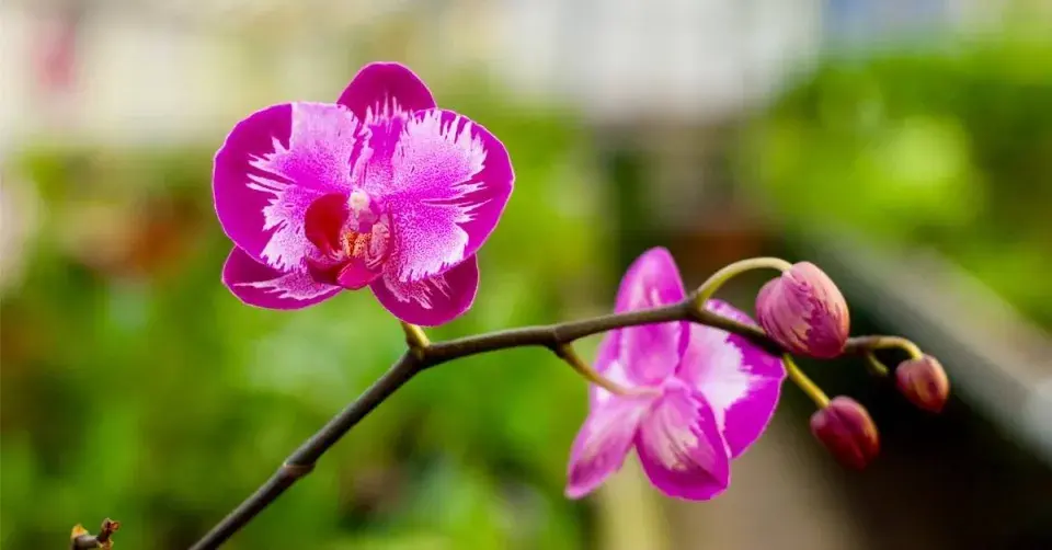 Orchidej můrovec (Phalaenopsis)