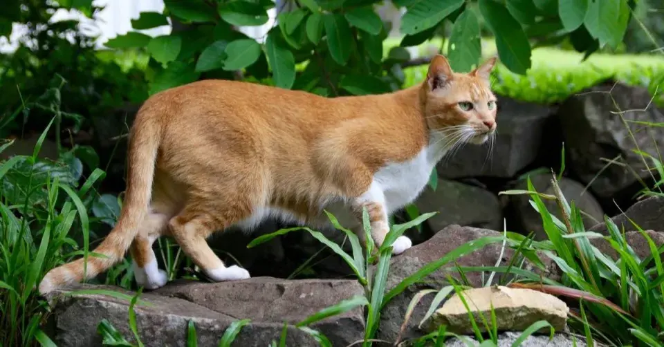 Kočka na kamenech pod stromem