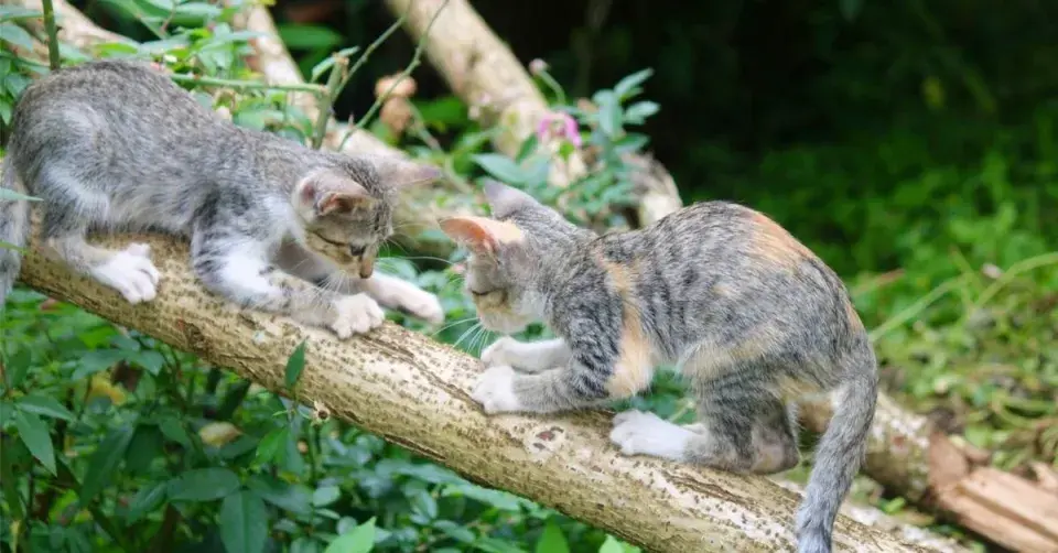 Koťata na stromě