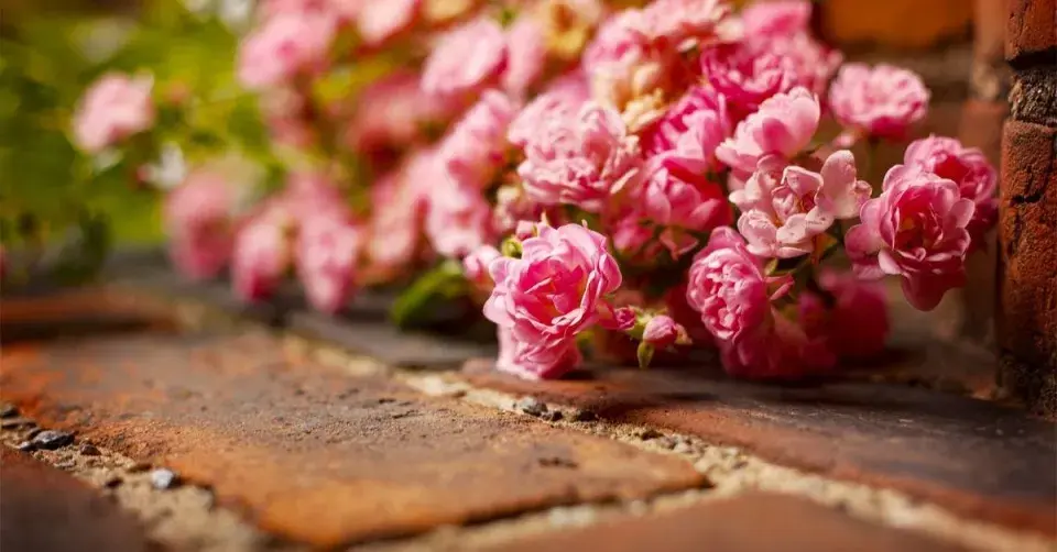 Růže na cihlové zídce