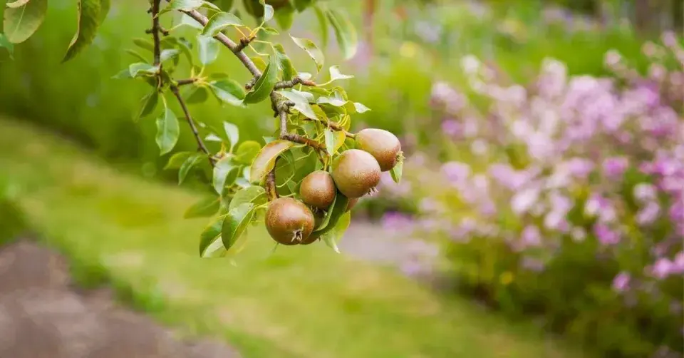 Dozrávající hrušky na větvi