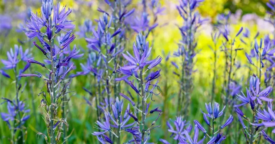 Ladoník Leichtlinův (Camassia leichtlinii)