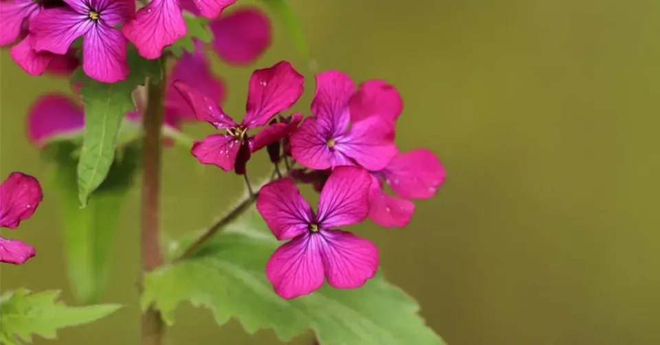 Měsíčnice roční (Lunaria annua)