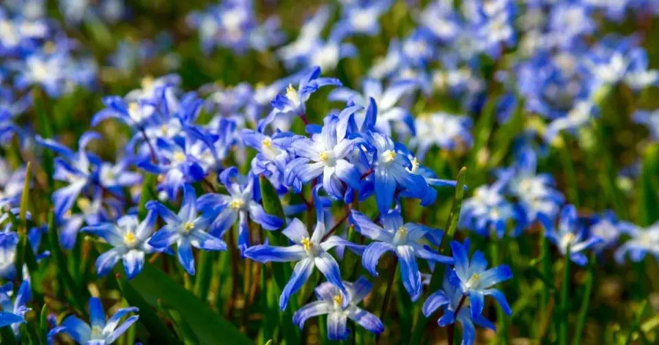 Ladonička bělomodrá nebo také zářící (Chionodoxa luciliae)
