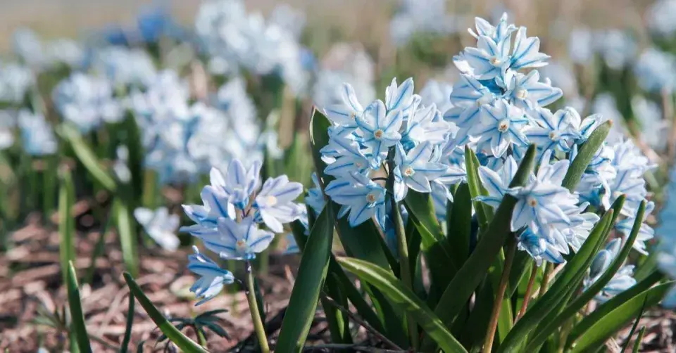 Puškinie ladoňkovitá (Puschkinia scilloides var. libanotica)