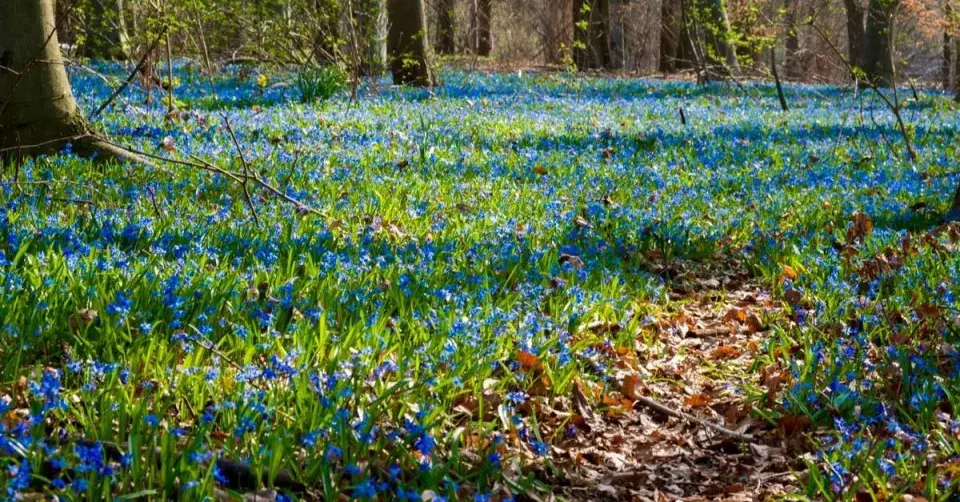 Ladoňka sibiřská v podrostu pod stromy
