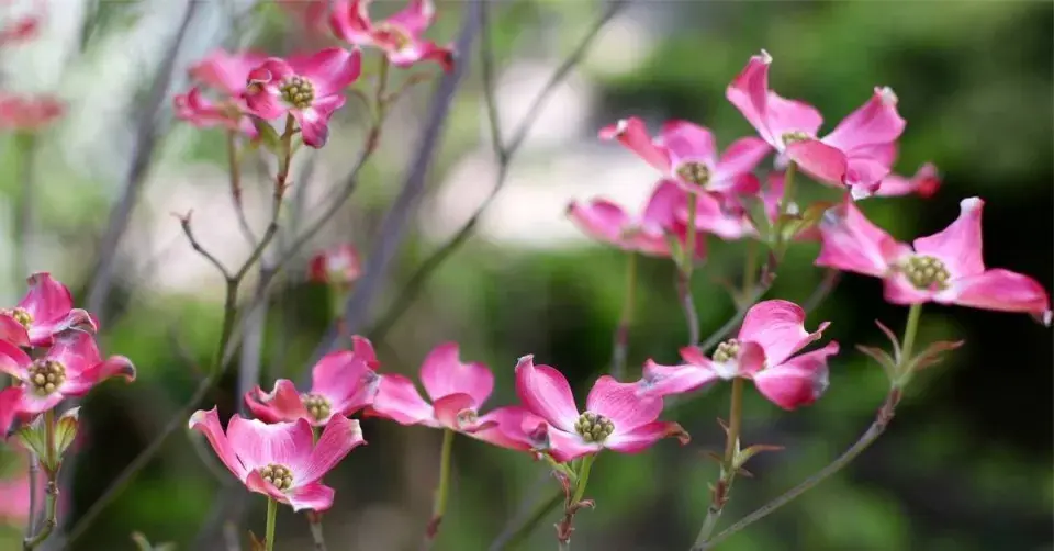Dřín květnatý (Cornus florida)