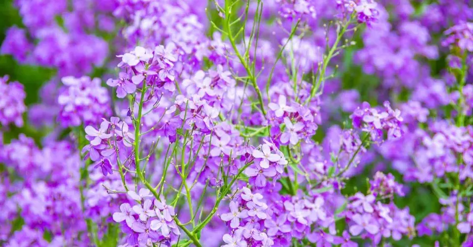 Večernice vonná (Hesperis matronalis)