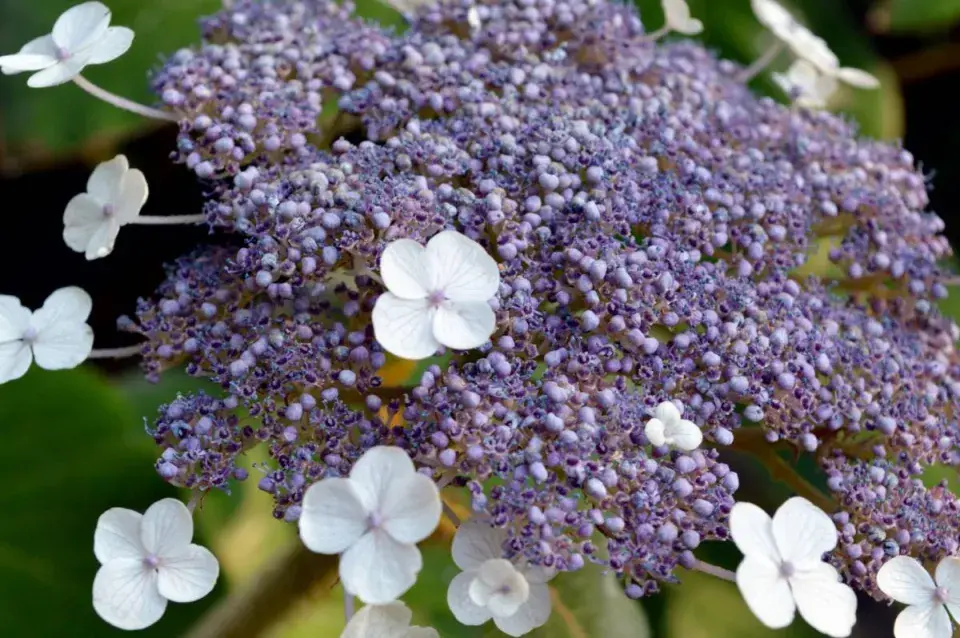 Hortenzie drsná (Hydrangea aspera ssp. sargentiana)