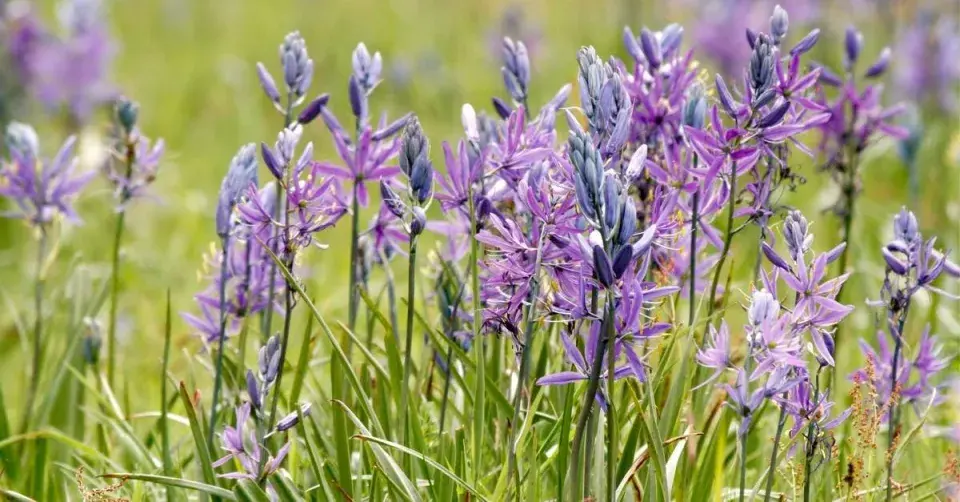 Ladoník (Camassia quamash)