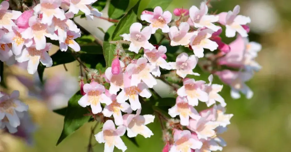 Kolkvície (Kolkwitzia)