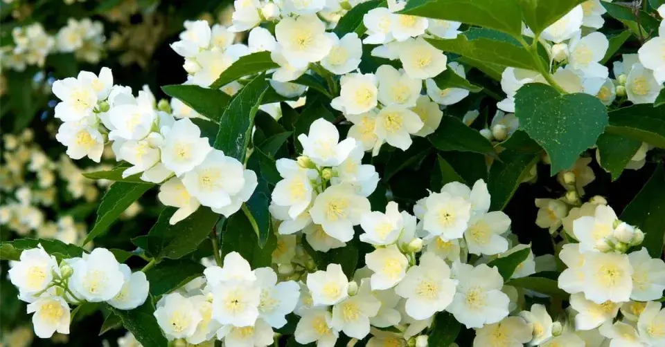 Pustoryl (Philadelphus)