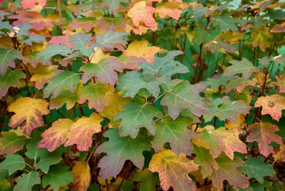 Hortenzie dubolistá (Hydrangea quercifolia)