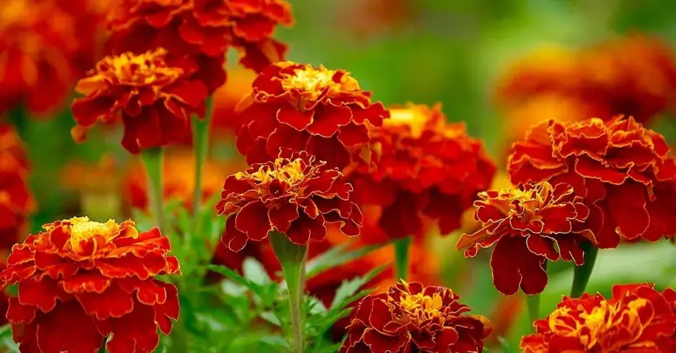 Aksamitník rozkladitý (Tagetes patula)