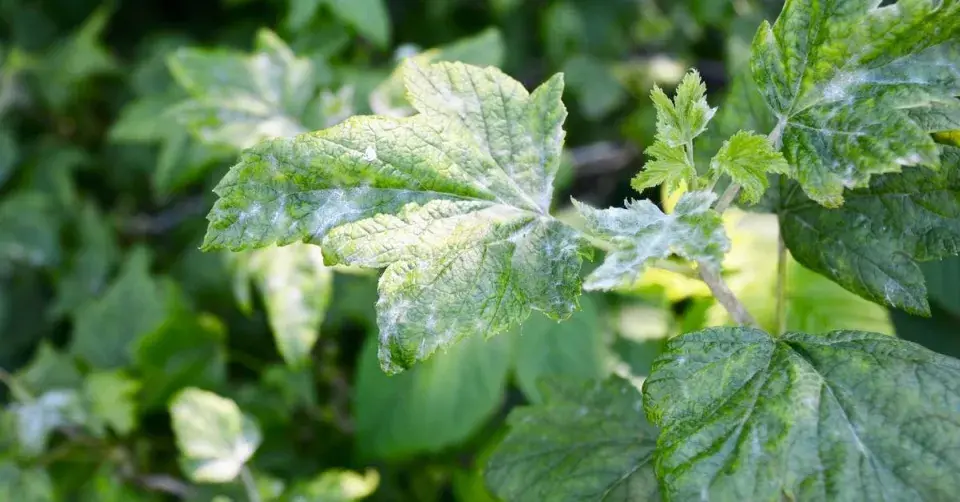 Hnědé padlí na listech černého rybízu