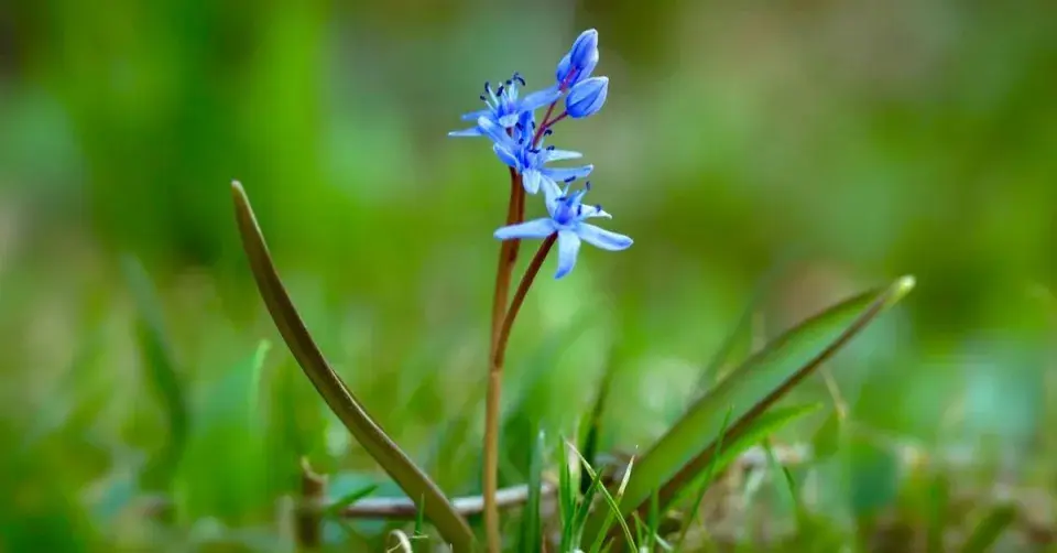 Ladoňka dvoulistá (Scilla bifolia)