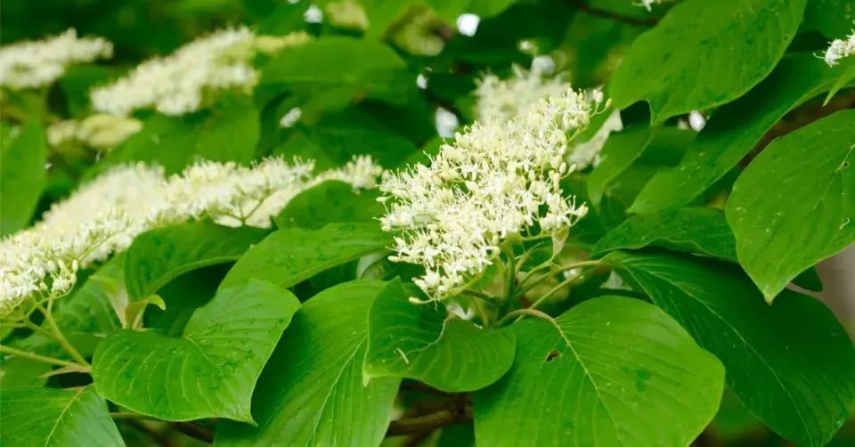 Svída sporná (Cornus controversa)