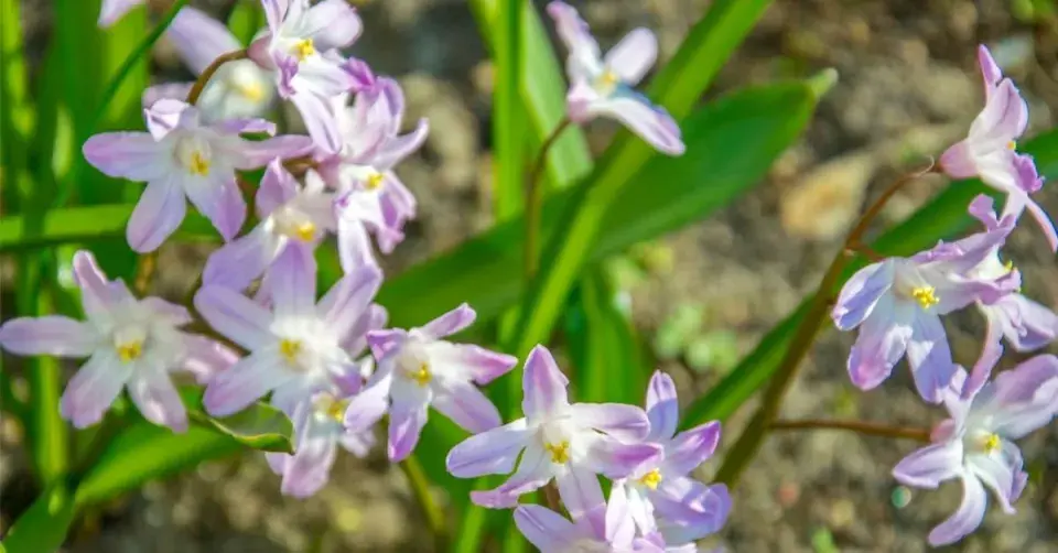 Ladonička zářící (Chionodoxa luciliae)