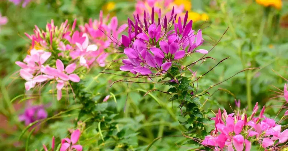 Luštěnice trnitá (Cleome hassleriana)