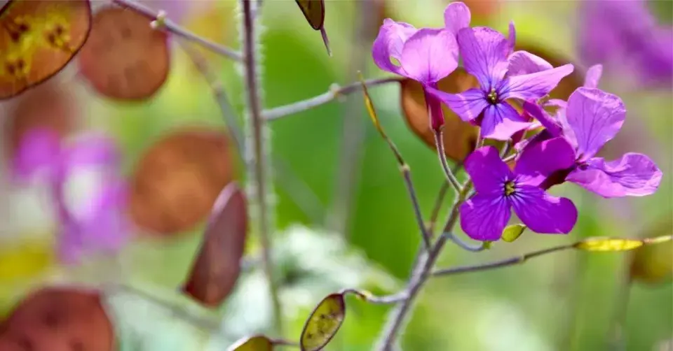 Měsíčnice roční (Lunaria annua)