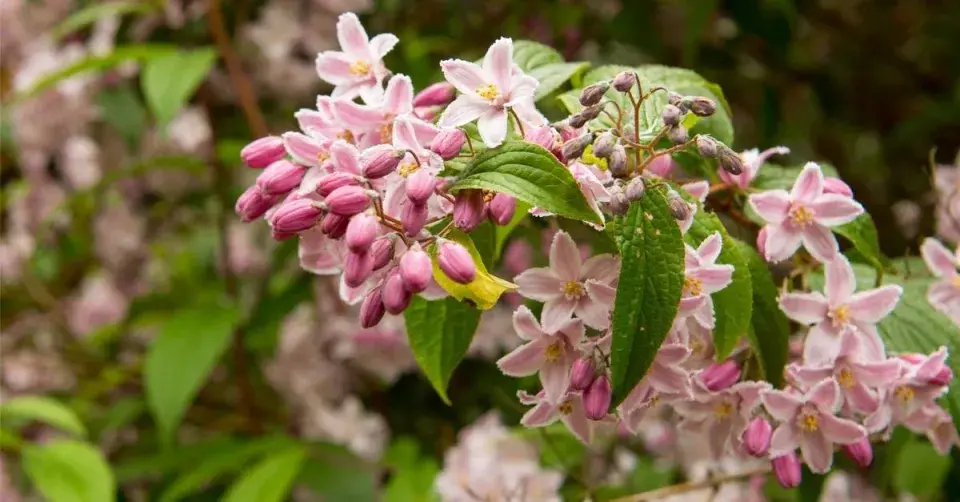 Trojpuk (Deutzia)