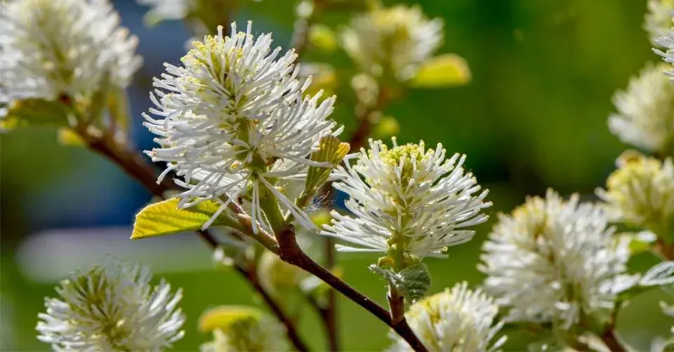 Kuska, fotergila (Fothergilla)