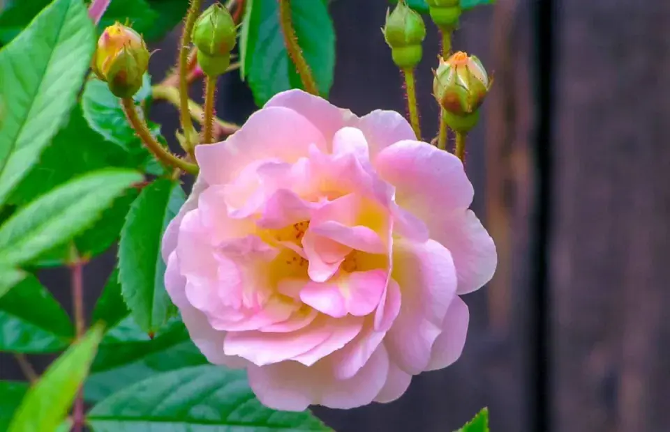 Odrůda růže ‘Ghislaine de Féligonde’