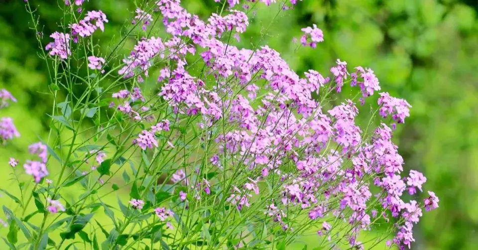 Večernice vonná (Hesperis matronalis)