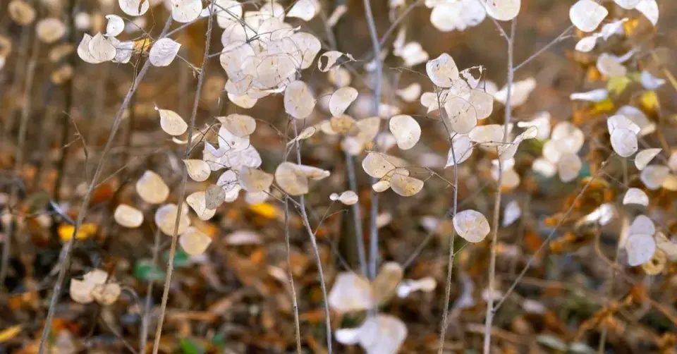 Měsíčnice roční (Lunaria annua)