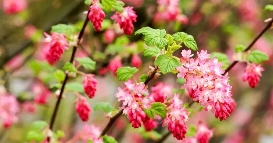 Meruzalka krvavá (Ribes sanguineum)