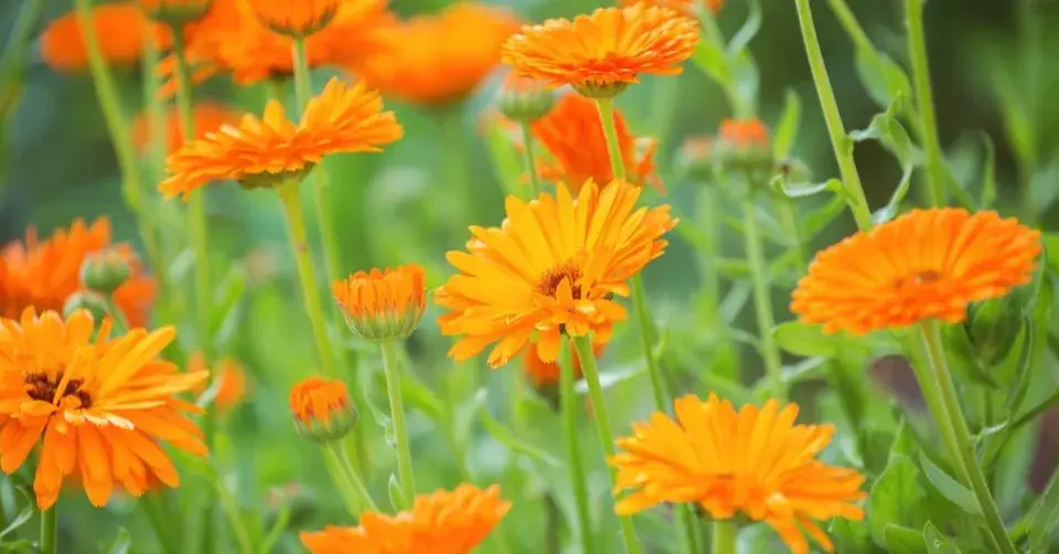 Měsíček lékařský (Calendula officinalis)