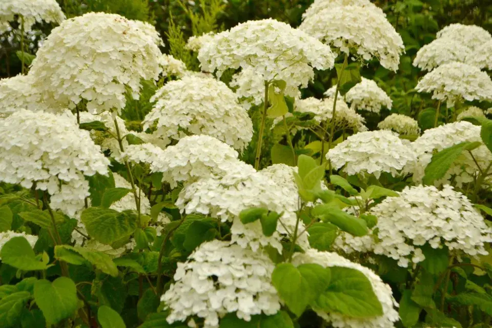 Hortenzie stromkovitá (Hydrangea arborescens) ’Annabelle’