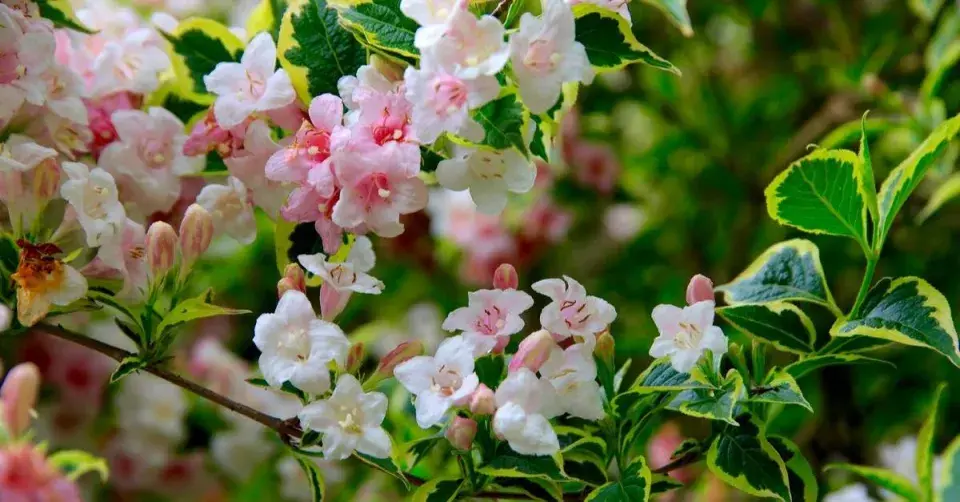 Vajgélie (Weigelia)