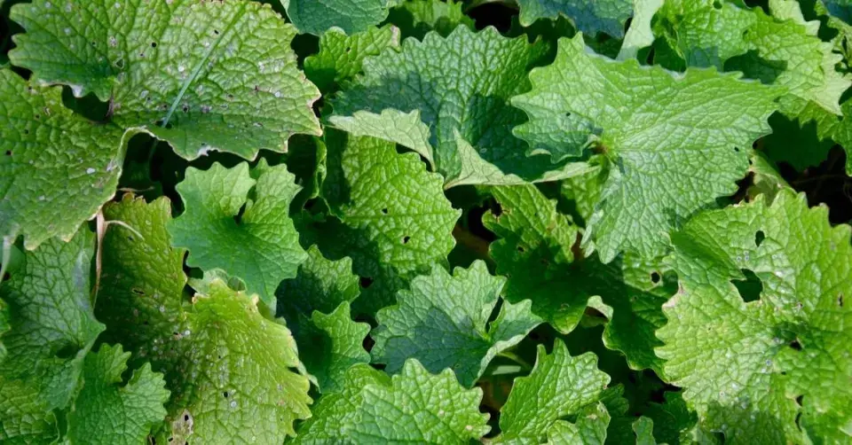 Měsíčnice roční (Lunaria annua)