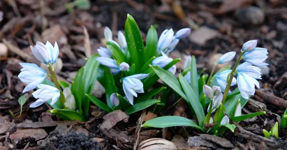 Ladoňka bleděmodrá (Scilla mischtschenkoana)