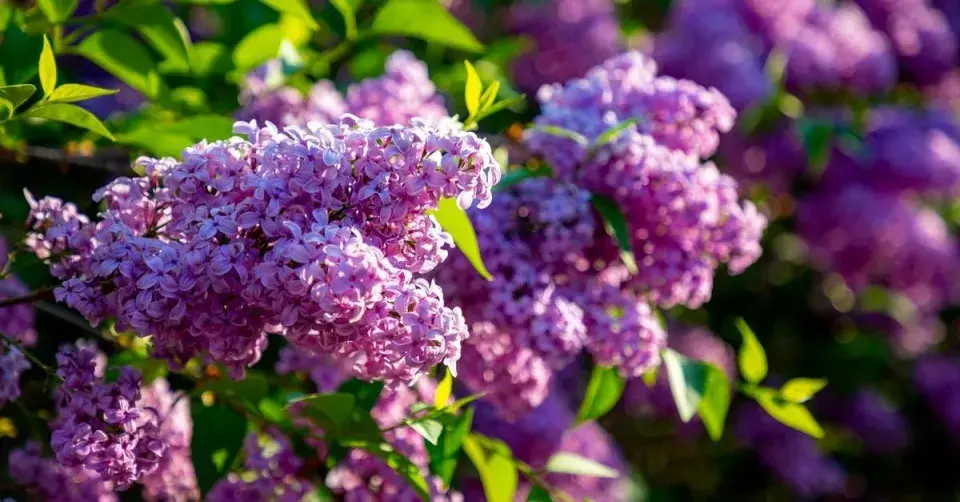 Šeřík obecný (Syringa vulgaris)