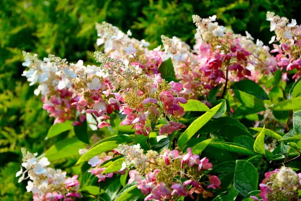 Hortenzie latnatá (Hydrangea paniculata) ’Pinky Winky’