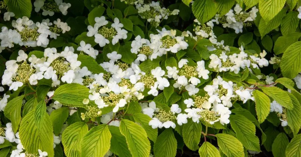 Kalina řasnatá (Viburnum plicatum) ’Mariesii’