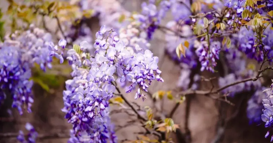 Vistárie (Wisteria)