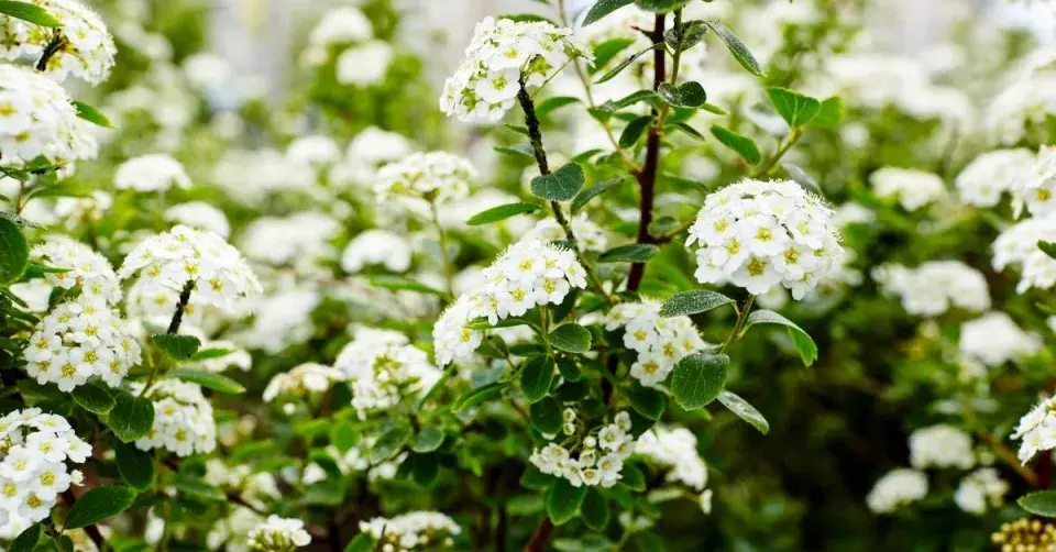 Tavolník van Houtteův (Spiraea x vanhouttei)