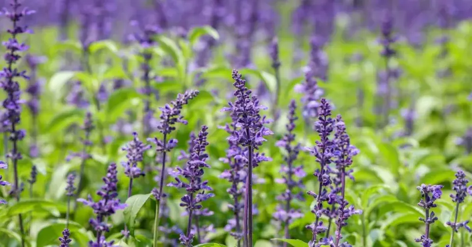 Šalvěj pomoučená (Salvia farinacea)