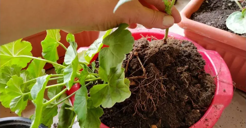 Výsadba muškátu do květináče