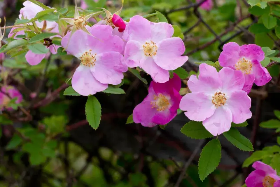 Květy šípkové růže (Rosa canina)