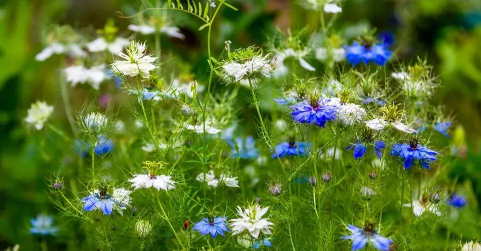 Černucha damašská (Nigella damascena)