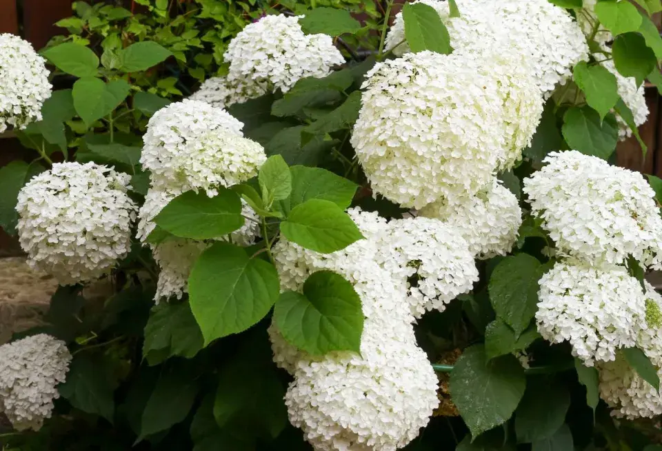 Hortenzie stromkovitá (Hydrangea arborescens)